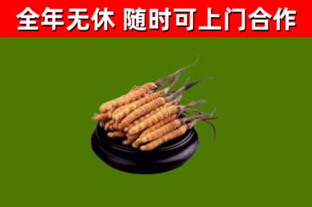 君山区烟酒回收冬虫夏草.jpg
